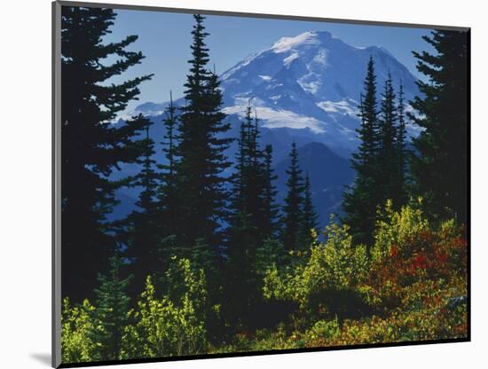 Mt. Rainier above autumn Huckleberry, Mt. Rainier National Park, Washington, USA-Charles Gurche-Mounted Photographic Print