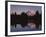 Mt. Rainier at sunset from Eunice Lake, Mt. Rainier National Park, Washington, USA-Charles Gurche-Framed Photographic Print