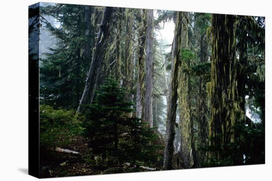 Mt. Rainier Forest-Robert Goldwitz-Stretched Canvas