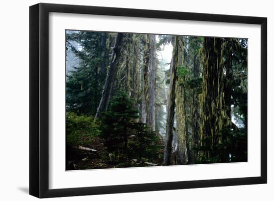 Mt. Rainier Forest-Robert Goldwitz-Framed Photographic Print