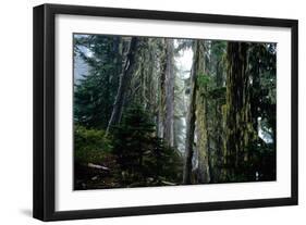 Mt. Rainier Forest-Robert Goldwitz-Framed Photographic Print