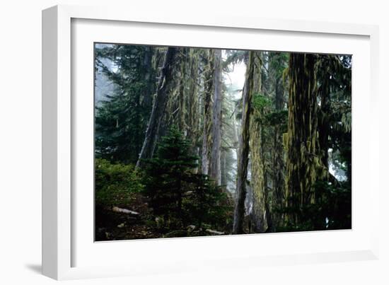 Mt. Rainier Forest-Robert Goldwitz-Framed Photographic Print