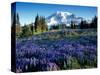 Mt. Rainier from Mazama Ridge, Mount Rainier National Park, Washington, USA-Jamie & Judy Wild-Stretched Canvas