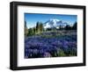 Mt. Rainier from Mazama Ridge, Mount Rainier National Park, Washington, USA-Jamie & Judy Wild-Framed Photographic Print