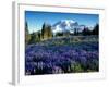 Mt. Rainier from Mazama Ridge, Mount Rainier National Park, Washington, USA-Jamie & Judy Wild-Framed Photographic Print
