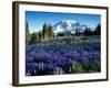 Mt. Rainier from Mazama Ridge, Mount Rainier National Park, Washington, USA-Jamie & Judy Wild-Framed Photographic Print