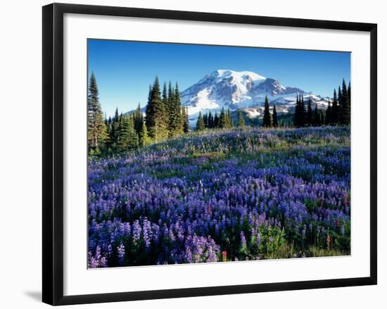 Mt. Rainier from Mazama Ridge, Mount Rainier National Park, Washington, USA-Jamie & Judy Wild-Framed Photographic Print