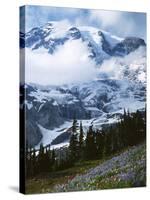 Mt. Rainier from Paradise Meadows, Mt. Rainier National Park, Washington, USA-Charles Gurche-Stretched Canvas