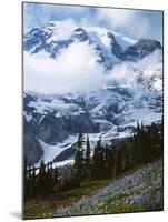 Mt. Rainier from Paradise Meadows, Mt. Rainier National Park, Washington, USA-Charles Gurche-Mounted Photographic Print