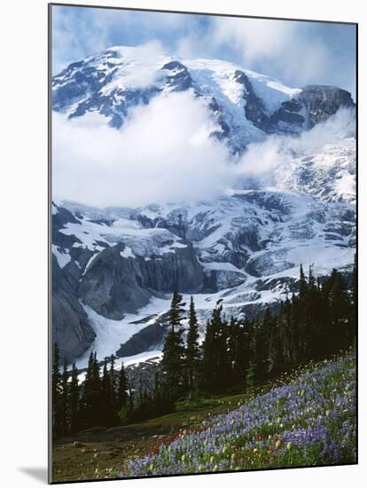 Mt. Rainier from Paradise Meadows, Mt. Rainier National Park, Washington, USA-Charles Gurche-Mounted Photographic Print