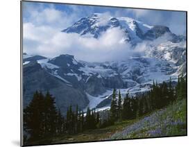 Mt. Rainier from Paradise Meadows, Mt. Rainier National Park, Washington, USA-Charles Gurche-Mounted Premium Photographic Print