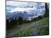 Mt. Rainier from Paradise Meadows, Mt. Rainier National Park, Washington, USA-Charles Gurche-Mounted Photographic Print