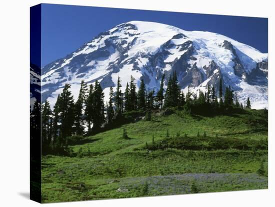 Mt. Rainier from Paradise, Mt. Rainier National Park, Washington, USA-Charles Gurche-Stretched Canvas