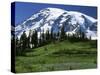 Mt. Rainier from Paradise, Mt. Rainier National Park, Washington, USA-Charles Gurche-Stretched Canvas