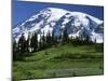 Mt. Rainier from Paradise, Mt. Rainier National Park, Washington, USA-Charles Gurche-Mounted Premium Photographic Print