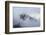 Mt Rainier National Park-Steve Gadomski-Framed Photographic Print