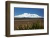 Mt Ruapehu, Rangipo Desert, flax, Tongariro NP, Central Plateau, N Island, New Zealand-David Wall-Framed Photographic Print