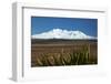 Mt Ruapehu, Rangipo Desert, flax, Tongariro NP, Central Plateau, N Island, New Zealand-David Wall-Framed Photographic Print