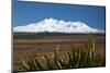 Mt Ruapehu, Rangipo Desert, flax, Tongariro NP, Central Plateau, N Island, New Zealand-David Wall-Mounted Photographic Print