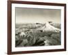 Mt. St. Helens - Mt. Rainier, 1937-null-Framed Giclee Print