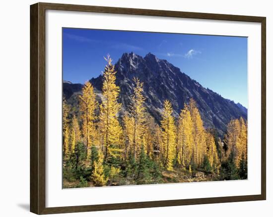 Mt. Stuart with Golden Larch Trees, Alpine Lakes Wilderness, Washington, USA-Jamie & Judy Wild-Framed Photographic Print