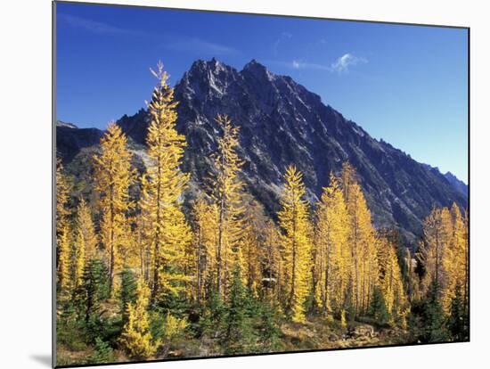 Mt. Stuart with Golden Larch Trees, Alpine Lakes Wilderness, Washington, USA-Jamie & Judy Wild-Mounted Photographic Print