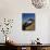 Mt Whitney and Lone Pine Peak Through Natural Arch, Alabama Hills, Eastern Sierra Range, California-Adam Jones-Mounted Photographic Print displayed on a wall