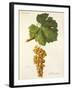 Mtsvani Grape-J. Troncy-Framed Giclee Print