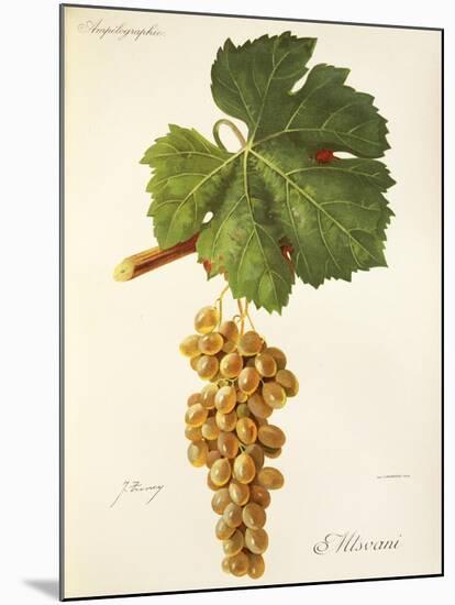 Mtsvani Grape-J. Troncy-Mounted Giclee Print