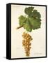 Mtsvani Grape-J. Troncy-Framed Stretched Canvas