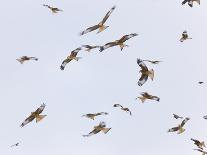 Large Group of Red Kites (Milvus Milvus) in Flight, Powys, Rhayader, Wales, UK-Mu?oz-Framed Stretched Canvas