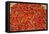 Muang Ngoi, Luang Prabang Province. Red Chillies Spread on a Bamboo Woven Mat to Dry in the Sun.-Nigel Pavitt-Framed Stretched Canvas