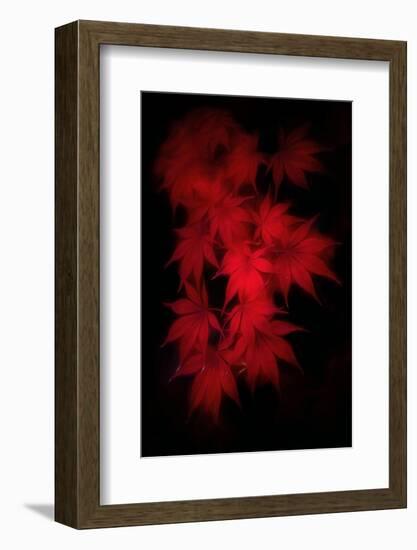 Much Wind in the Leaves-Philippe Sainte-Laudy-Framed Photographic Print