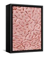 Mucous Membrane from Colon of a Rat-Micro Discovery-Framed Stretched Canvas