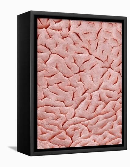 Mucous Membrane from Colon of a Rat-Micro Discovery-Framed Stretched Canvas