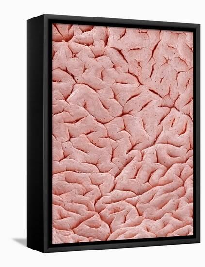 Mucous Membrane from Colon of a Rat-Micro Discovery-Framed Stretched Canvas