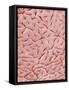 Mucous Membrane from Colon of a Rat-Micro Discovery-Framed Stretched Canvas