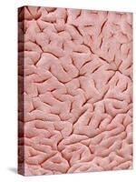 Mucous Membrane from Colon of a Rat-Micro Discovery-Stretched Canvas