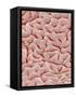 Mucous Membrane from Colon of a Rat-Micro Discovery-Framed Stretched Canvas