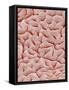 Mucous Membrane from Colon of a Rat-Micro Discovery-Framed Stretched Canvas