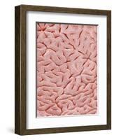 Mucous Membrane from Colon of a Rat-Micro Discovery-Framed Photographic Print