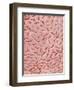 Mucous Membrane from Colon of a Rat-Micro Discovery-Framed Photographic Print