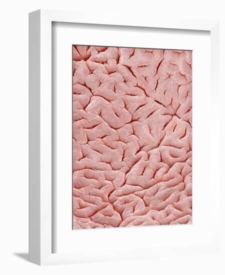 Mucous Membrane from Colon of a Rat-Micro Discovery-Framed Photographic Print