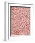 Mucous Membrane from Colon of a Rat-Micro Discovery-Framed Photographic Print