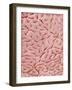 Mucous Membrane from Colon of a Rat-Micro Discovery-Framed Photographic Print