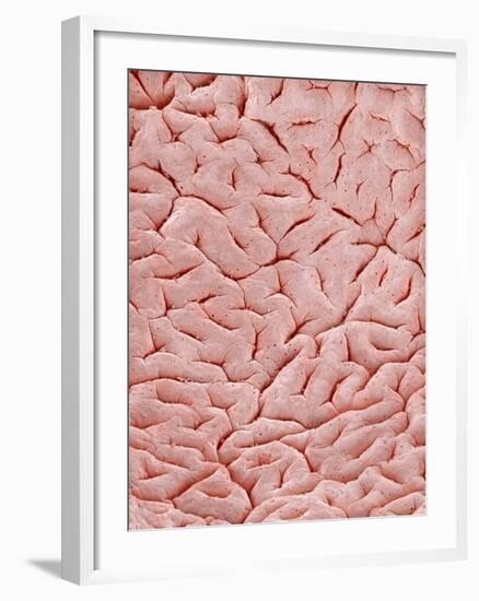 Mucous Membrane from Colon of a Rat-Micro Discovery-Framed Photographic Print