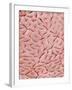 Mucous Membrane from Colon of a Rat-Micro Discovery-Framed Photographic Print