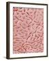 Mucous Membrane from Colon of a Rat-Micro Discovery-Framed Photographic Print