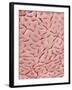 Mucous Membrane from Colon of a Rat-Micro Discovery-Framed Photographic Print