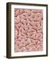 Mucous Membrane from Colon of a Rat-Micro Discovery-Framed Photographic Print